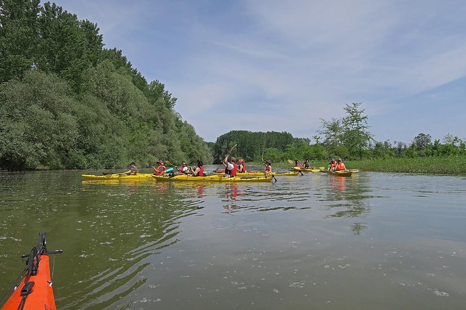 Belgrade War Island Kayak Tour - Entering the willow forests and Veliki Galijaš