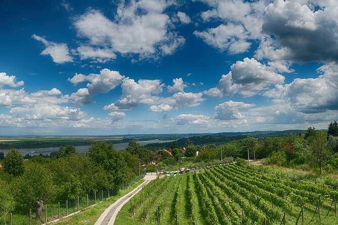 Natural wine tasting with great views - Walking the vineyard when the weather allows
