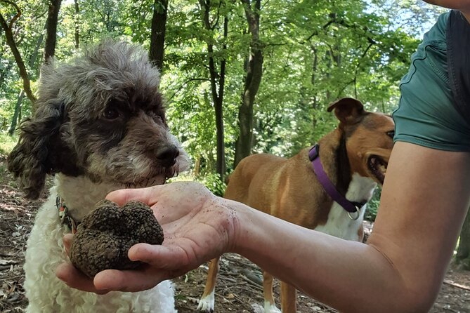Private Guided Truffle Hunting Tour in Serbia with Lunch - Key points to know before booking
