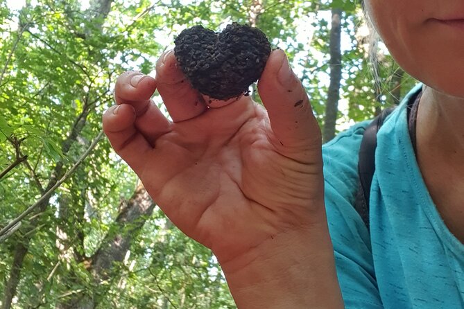 Private Guided Truffle Hunting Tour in Serbia with Lunch - What the two-hour forest session feels like